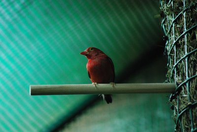 Senegal Fire (Lagonosticta senegala) male.JPG