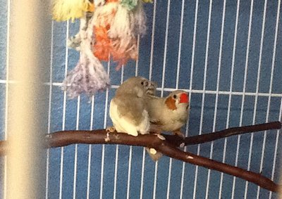This is the dad and baby, mom is all white