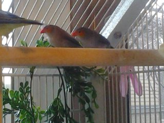Welcome to two little Orange Cheeks.