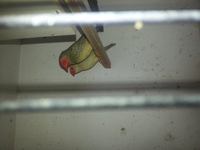 StarFinches