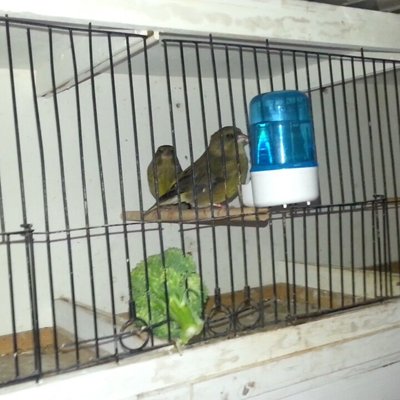 Greenfinches