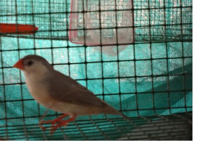 Female bird