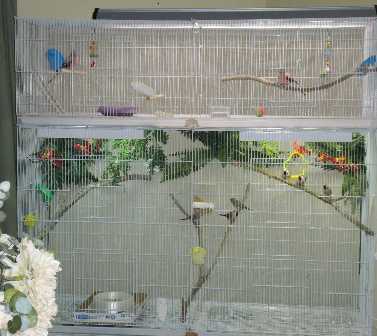 2-8-2011 shaftail and bourke cages.jpg