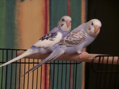 Baby Australian Budgies.