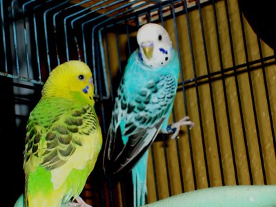 Buster and Cloteal.JPG