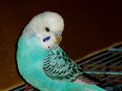 Cloteal - The Rock Star.JPG
