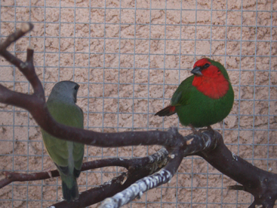 My reh headed male hanging out with one of my juviniles