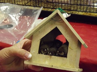BABY_OWLS.jpg