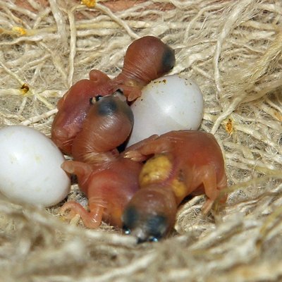 From the birds