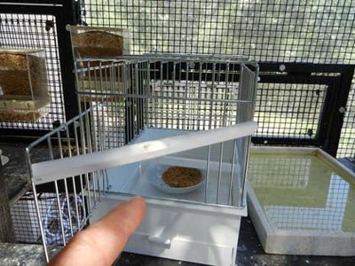 Box Trap1.jpg