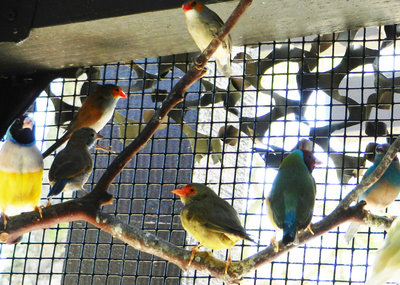 Aviary birds - Copy.jpg