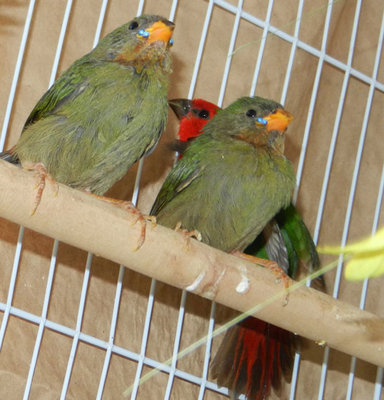 Baby Parrots - Copy.jpg