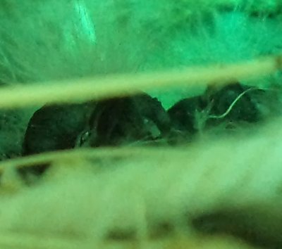 Golden breasted babies.JPG