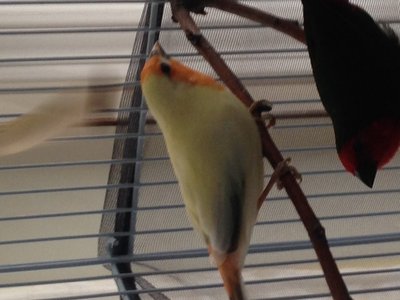heavy pied SG.jpg