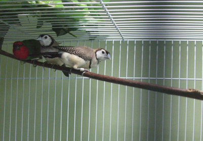 New Owls and RT Parrot Finch 2b.jpg