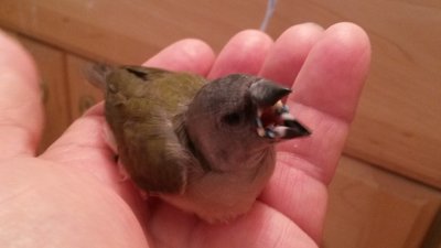 Feed me, feed me!