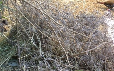 Red-eared waxbill nest.JPG