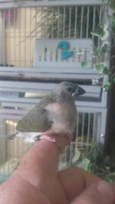 Perching now.