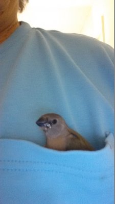 Riding around in Sally's pocket.
