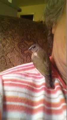 Sitting on my shoulder.