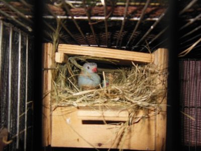 Blue capped Cordon bleu pair