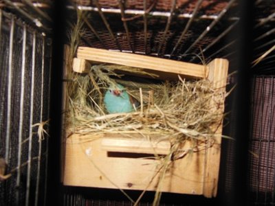 Blue capped Cordon bleu pair
