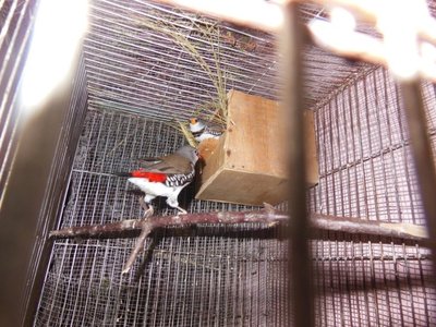 Diamond Firetail pair