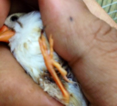 finch.jpg