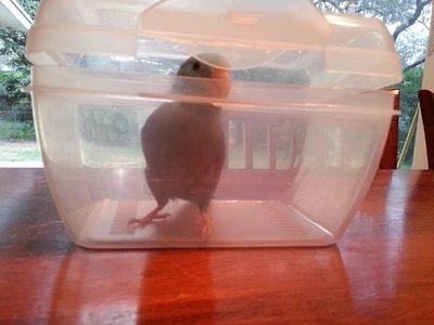 Bella in time out. She really needed it!