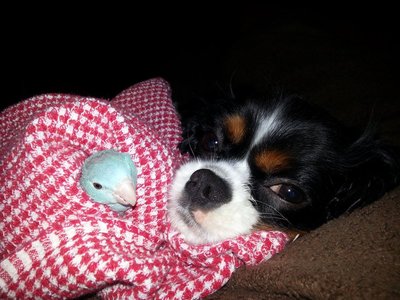 Lady and Bella. They are really good friends.