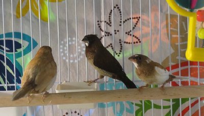 Three societies.jpg