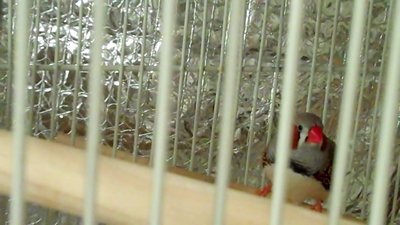Dad who is a lighter grey with black but not very prominent striped tail feathers.