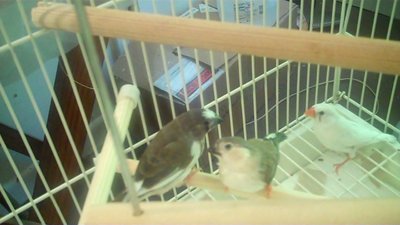 The mom is the white CFW and these are two of her fledglings.
