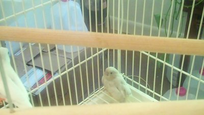 This is the third chick of theirs. It's really a weird color. It's a golden...something I've never seen before.