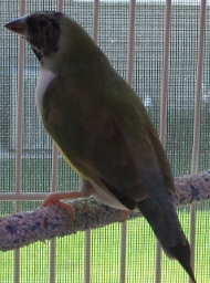 female BH.WC.GB.b hatch 11-20-13 (476x640) (190x256).jpg