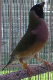 female BH-PC.w-GB hatch 12-22-13 (428x640) (171x256).jpg