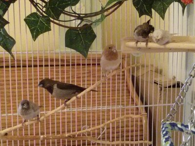Larry, Mo, Ruby, Curly &amp; Max