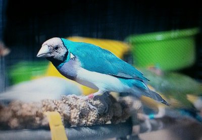 Blu (pic of breeders pic)