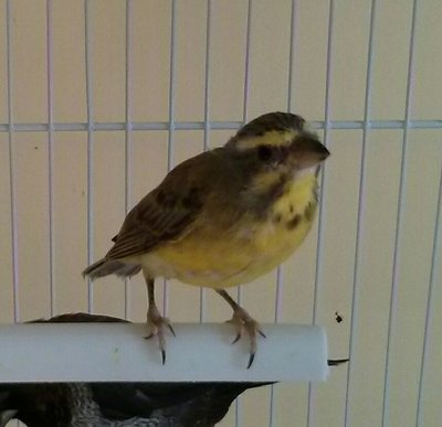 Bernie my GS juvenile