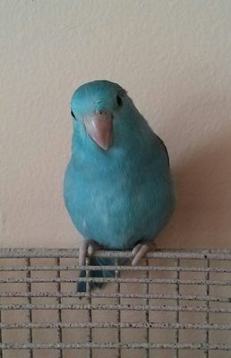 Zoey...my baby parrotlet (not in bird room)
