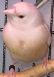 female BH-YTB-WC-SB hatch 12-19-13 (181x256).jpg