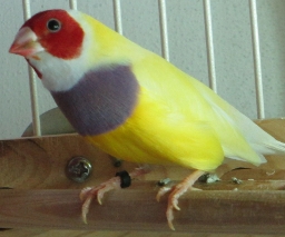 male RH.PC.DFYB hatch 12.19.13 (256x213).jpg