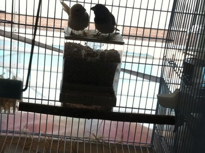 Also a great perching spot lol