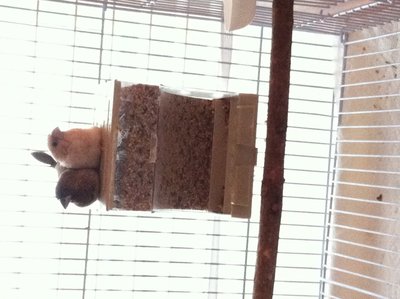 Great seed dispenser