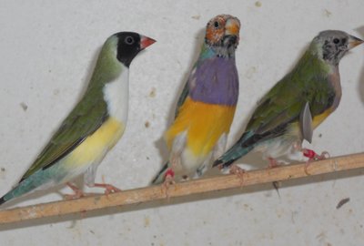3 young