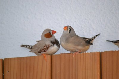 DSC_0031.JPG