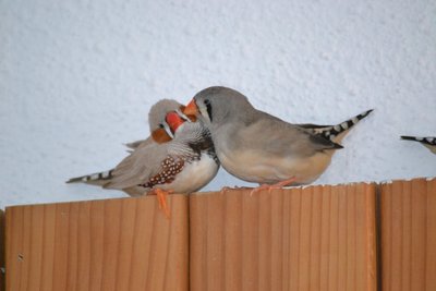 DSC_0032.JPG