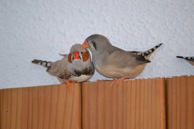 DSC_0035.JPG