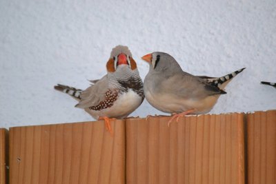 DSC_0037.JPG