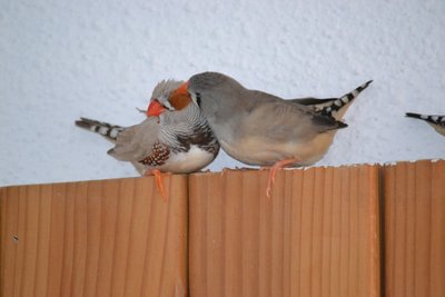 DSC_0038.JPG